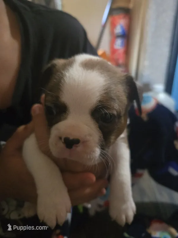 Beethoven  – Boston Terrier puppy for sale in Porter, TX