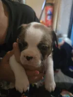 Beethoven , a male Boston Terrier for sale in Porter, TX – 1 of 10