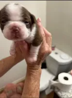 Stich, a male Boston Terrier for sale in Porter, TX – 3 of 4