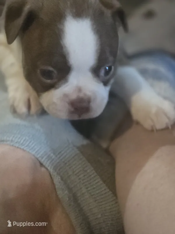 Stich – Boston Terrier puppy for sale in Porter, TX