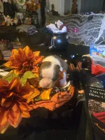 Theodore, a male Boston Terrier for sale in Porter, TX – 4 of 6