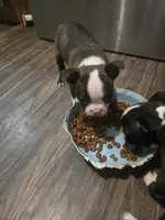 Alvin, a male Boston Terrier for sale in Porter, TX – 3 of 10