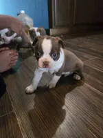 Beethoven , a male Boston Terrier for sale in Porter, TX – 7 of 10