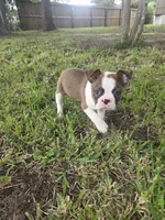 Beethoven , a male Boston Terrier for sale in Porter, TX – 6 of 10
