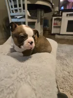 Beethoven , a male Boston Terrier for sale in Porter, TX – 5 of 10