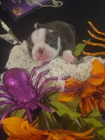 Eleanor, a female Boston Terrier for sale in Porter, TX – 3 of 3