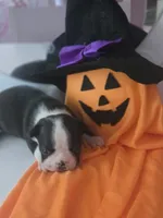 Rays, a female Boston Terrier for sale in Porter, TX – 5 of 5