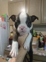 Alvin, a male Boston Terrier for sale in Porter, TX – 4 of 10