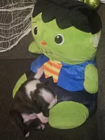 Alvin, a male Boston Terrier for sale in Porter, TX – 7 of 10