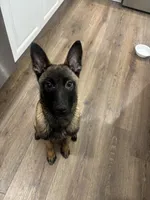 Nova , a female Belgian Malinois for sale in Ballantine, MT – Photo 2 of 7