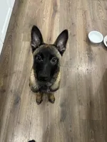 Nova , a female Belgian Malinois for sale in Ballantine, MT – Photo 3 of 7