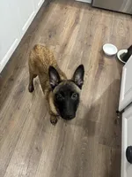 Nova , a female Belgian Malinois for sale in Ballantine, MT – Photo 5 of 7