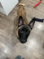 Nova , a female Belgian Malinois for sale in Ballantine, MT – Photo 1 of 7