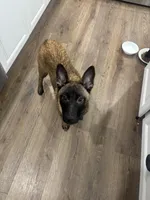 Nova , a female Belgian Malinois for sale in Ballantine, MT – Photo 4 of 7