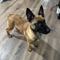 Karma, a female Belgian Malinois for sale in Ballantine, MT – Photo 3 of 10