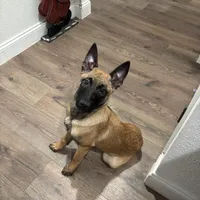 Karma, a female Belgian Malinois for sale in Ballantine, MT – Photo 2 of 10