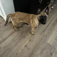 Karma, a female Belgian Malinois for sale in Ballantine, MT – Photo 4 of 10