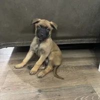 Karma, a female Belgian Malinois for sale in Ballantine, MT – Photo 9 of 10