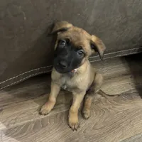 Karma, a female Belgian Malinois for sale in Ballantine, MT – Photo 8 of 10