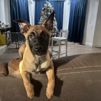 Karma, a female Belgian Malinois for sale in Ballantine, MT – Photo 5 of 10