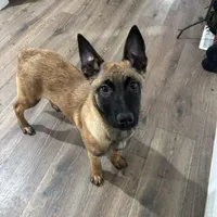 Karma, a female Belgian Malinois for sale in Ballantine, MT – Photo 1 of 10