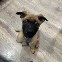 Karma, a female Belgian Malinois for sale in Ballantine, MT – Photo 6 of 10