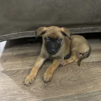 Karma, a female Belgian Malinois for sale in Ballantine, MT – Photo 7 of 10
