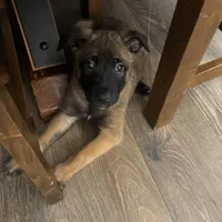 Karma, a female Belgian Malinois for sale in Ballantine, MT – Photo 10 of 10