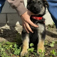 Male 1, a male German Shepherd Dog for sale in San Bernardino, CA – Photo 3 of 5