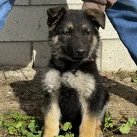 Male 1, a male German Shepherd Dog for sale in San Bernardino, CA – Photo 5 of 5