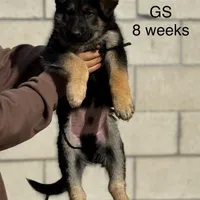 Male 1, a male German Shepherd Dog for sale in San Bernardino, CA – Photo 2 of 5