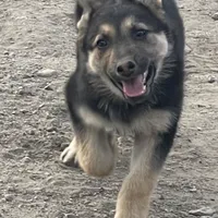 Male 1, a male German Shepherd Dog for sale in San Bernardino, CA – Photo 1 of 5