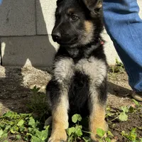 Male 1, a male German Shepherd Dog for sale in San Bernardino, CA – Photo 4 of 5