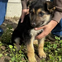 Female 2, a female German Shepherd Dog for sale in San Bernardino, CA – Photo 3 of 4