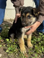 Female 2, a female German Shepherd Dog for sale in San Bernardino, CA – Photo 3 of 4