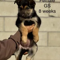 Female 2, a female German Shepherd Dog for sale in San Bernardino, CA – Photo 1 of 4