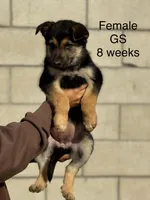 Female 2, a female German Shepherd Dog for sale in San Bernardino, CA – Photo 1 of 4