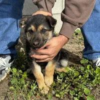 Female 2, a female German Shepherd Dog for sale in San Bernardino, CA – Photo 4 of 4