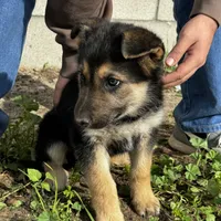Female 2, a female German Shepherd Dog for sale in San Bernardino, CA – Photo 2 of 4