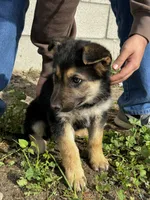 Female 2, a female German Shepherd Dog for sale in San Bernardino, CA – Photo 2 of 4