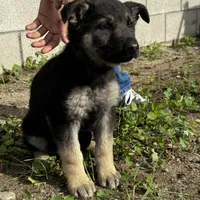 Female, a female German Shepherd Dog for sale in San Bernardino, CA – Photo 4 of 6