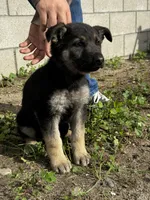 Female, a female German Shepherd Dog for sale in San Bernardino, CA – Photo 4 of 6