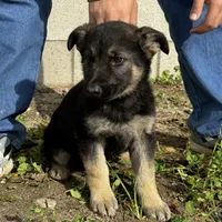 Female, a female German Shepherd Dog for sale in San Bernardino, CA – Photo 6 of 6