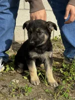 Female, a female German Shepherd Dog for sale in San Bernardino, CA – Photo 6 of 6