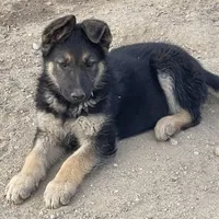 Female, a female German Shepherd Dog for sale in San Bernardino, CA – Photo 2 of 6