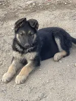 Female, a female German Shepherd Dog for sale in San Bernardino, CA – Photo 2 of 6