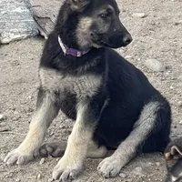 Female, a female German Shepherd Dog for sale in San Bernardino, CA – Photo 1 of 6