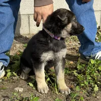 Female, a female German Shepherd Dog for sale in San Bernardino, CA – Photo 5 of 6