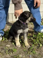 Female, a female German Shepherd Dog for sale in San Bernardino, CA – Photo 5 of 6
