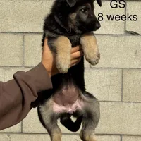 Female, a female German Shepherd Dog for sale in San Bernardino, CA – Photo 3 of 6